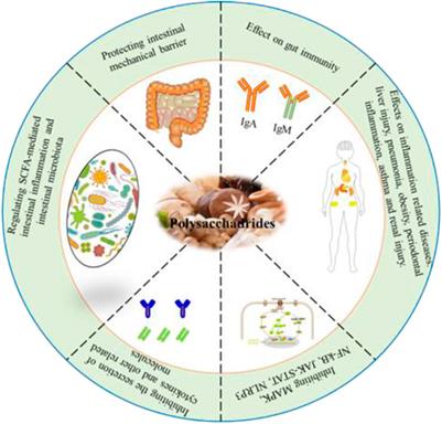 Anti-inflammatory properties of polysaccharides from edible fungi on health-promotion: a review